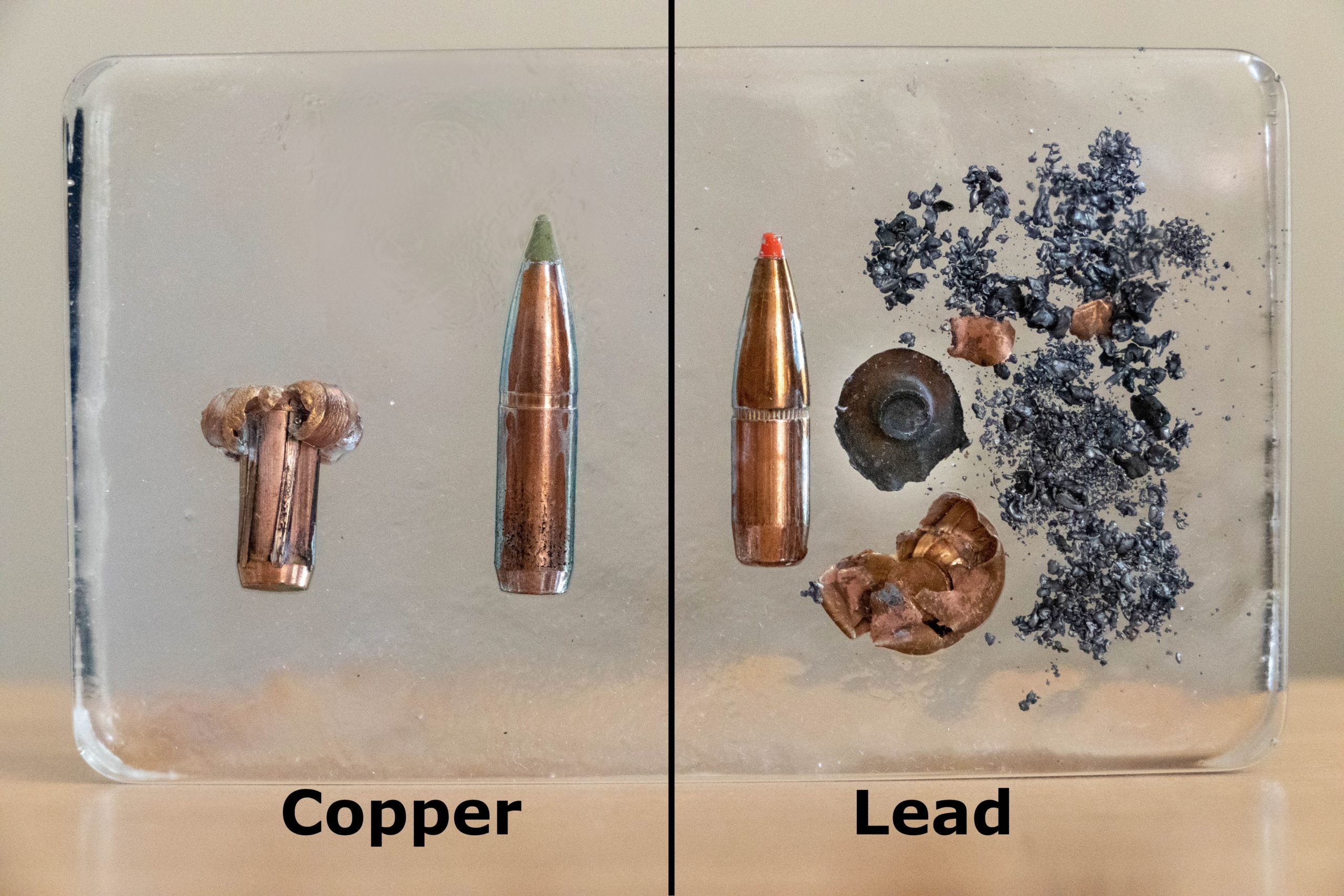 Read more about the article CSG promotes voluntary use of non-lead ammunition through voucher programs